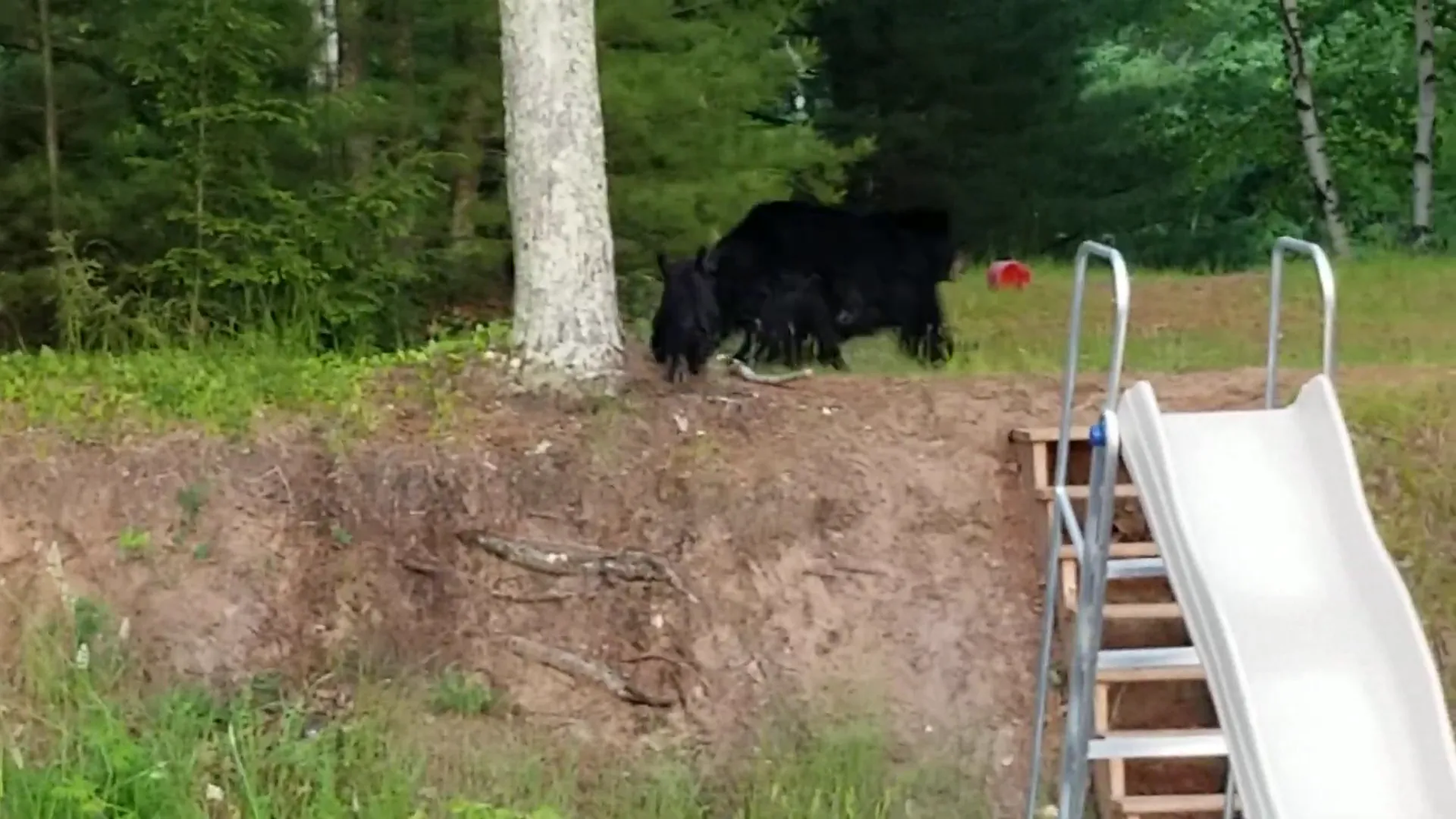 Mother bear teaching her cubs