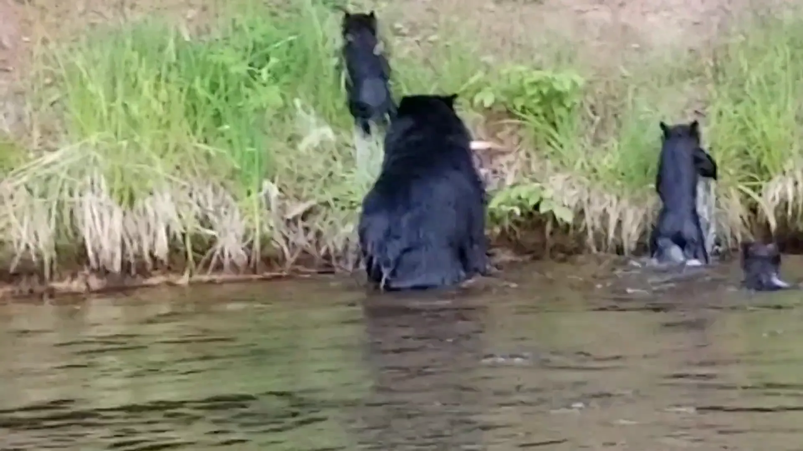 Scenic view of Chippewa Flowage with bears