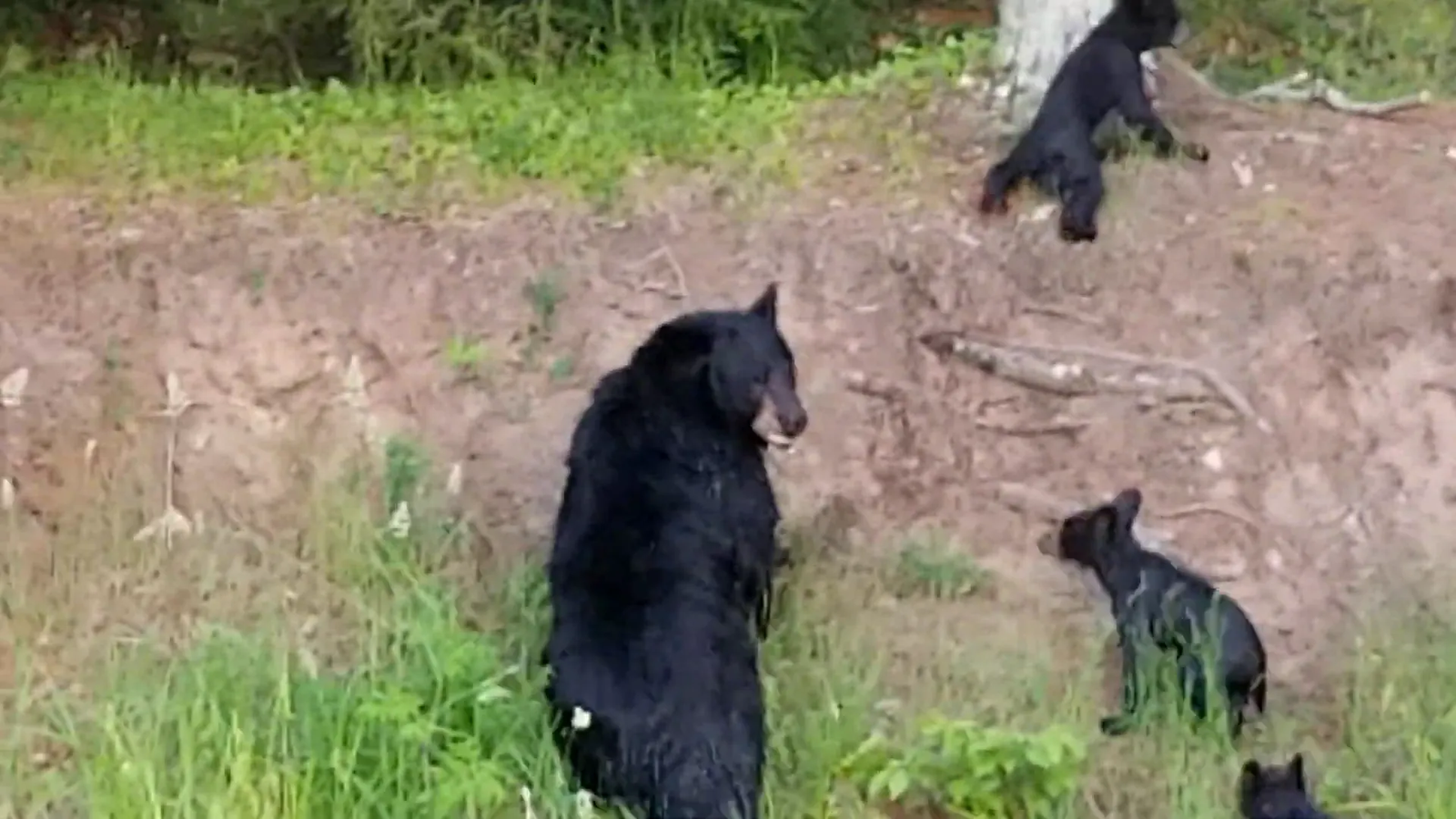 Mother bear leading her cubs