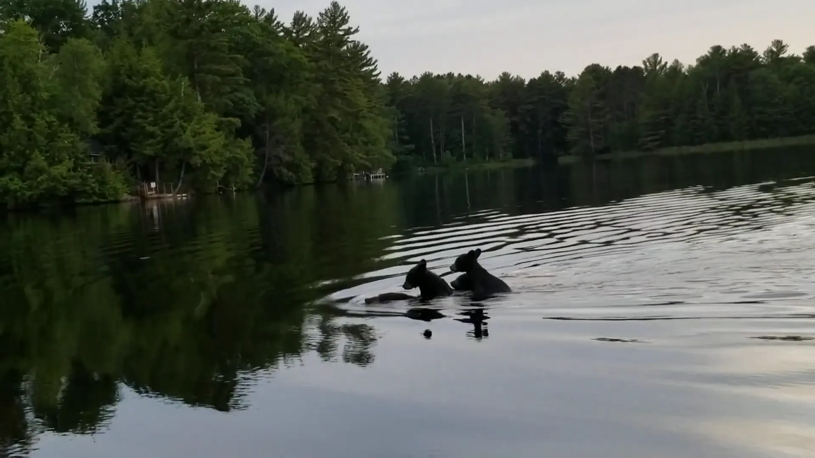 Mother bear with her three cubs