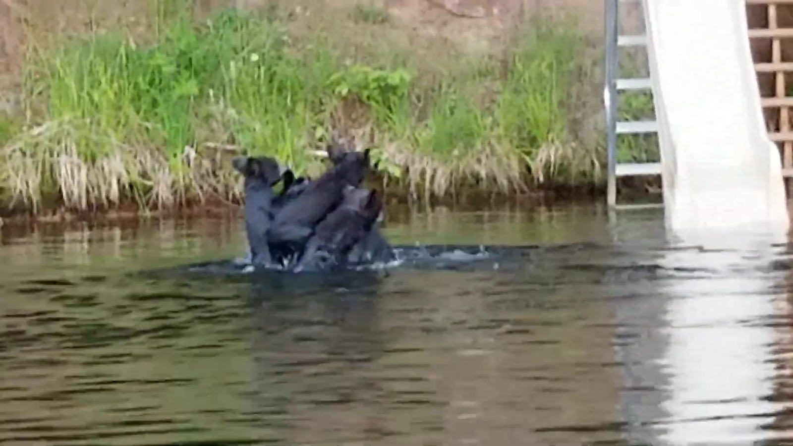 Mother bear guiding her cubs