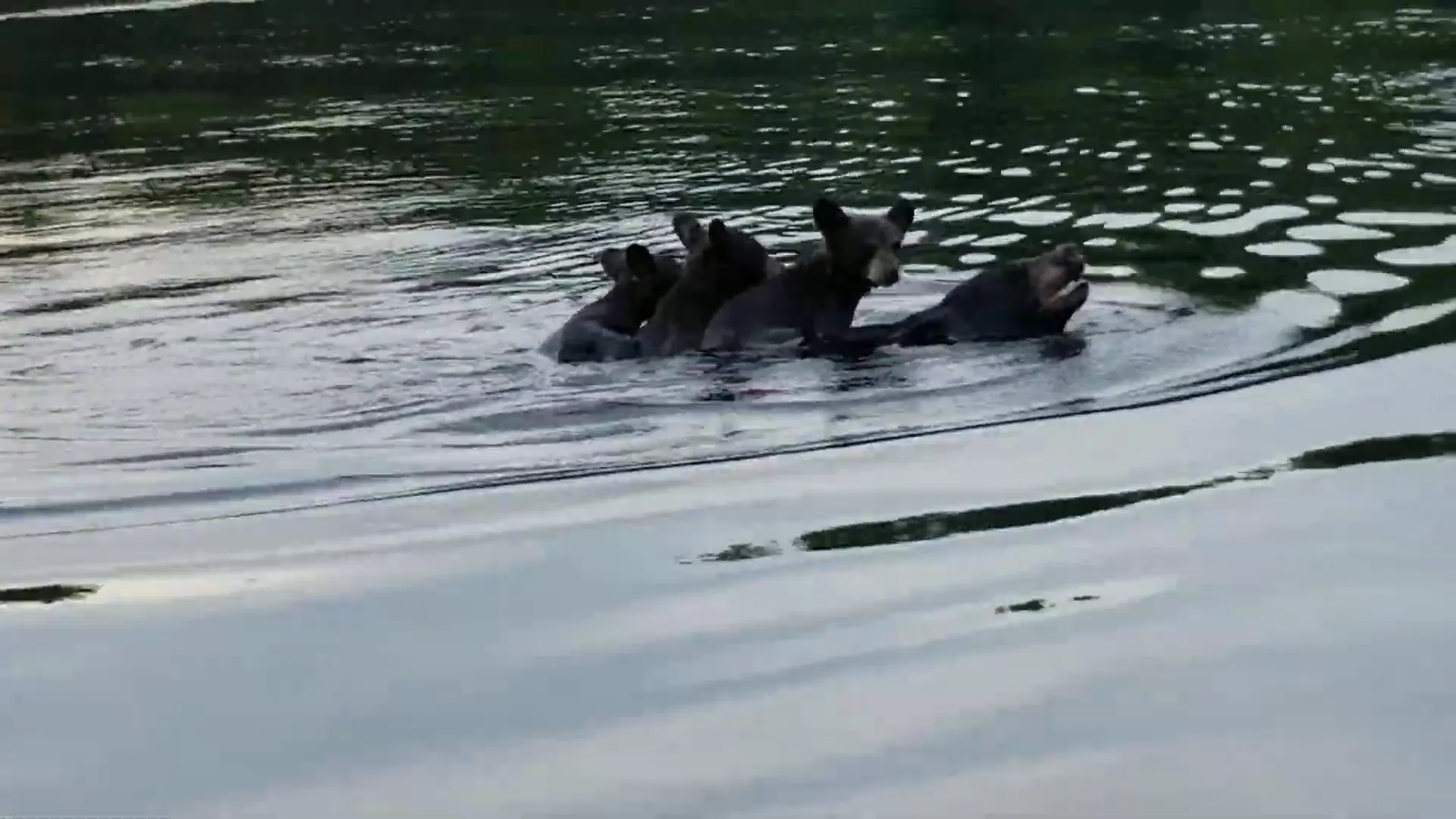 Cubs looking back at their mother